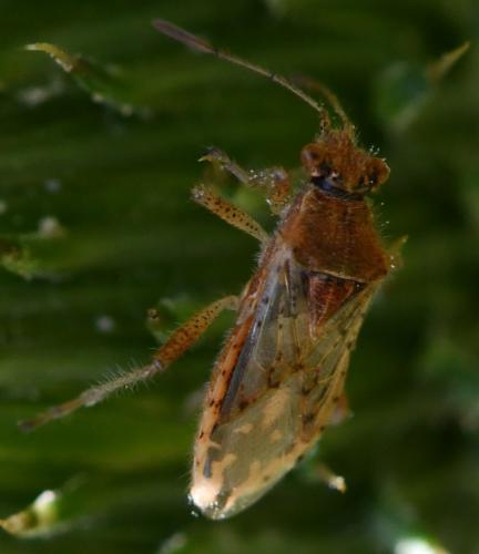 Réf. 263 582 : Rhopalus parumpunctatus